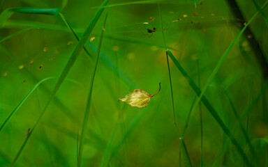 spider on a leaf