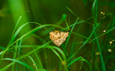 leaf on green grass