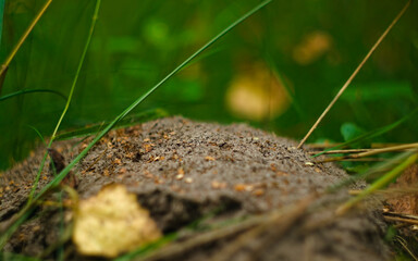 anthill in the forest