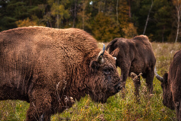 Grazing bison herd with an autumn forest in the background