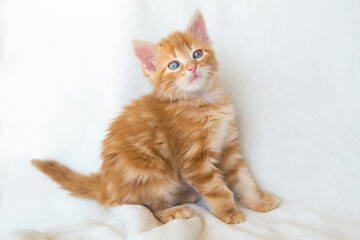 Chaton