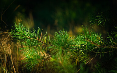 pine needles