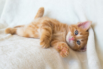Chaton