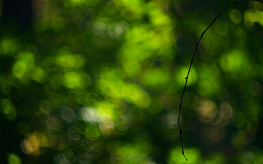 sunlight in the forest