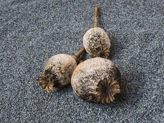 Three    poppy heads laid on the layer of poppy seeds, close up, 4