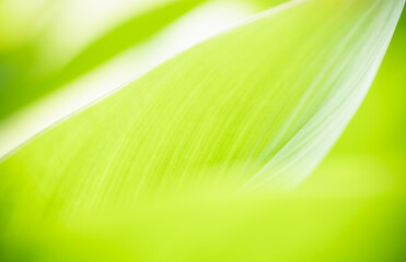 Obraz premium Closeup of nature view of green leaf on blurred greenery background with copy space using as background natural green plants landscape, ecology, fresh wallpaper concept.