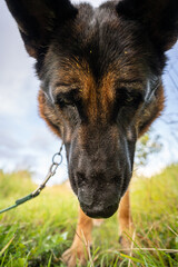 German shepherd dog walking and playing outdoors. Cute adorable dog. Nature background.