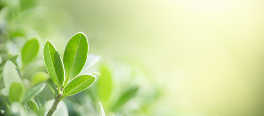 Closeup of green nature leaf on blurred greenery background in garden with bokeh and copy space using as background cover page concept.