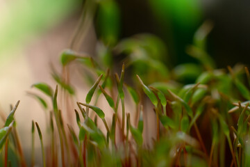 Macro of bryum moss (Pohlia nutans) with green spore capsules are growing on ground. Close up photo of lichen