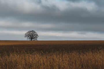 Fallen leaves alone tree on dry field with overcast sky. Autumn czech landscape