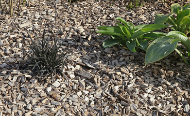 Ophiopogon niger avec paillage de copeaux de bois