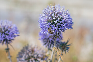 Big yellow and black striped bee is flying around a big bright purple spheric flower also known as 