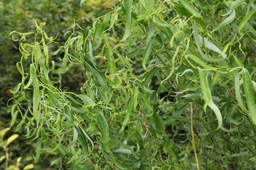 Salix babylonica 'tortuosa'