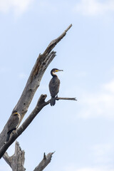 Great cormorants (Phalacrocorax carbo) perched on a dead tree, lake Naivasha, Kenya