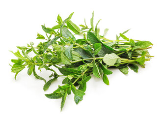 Green leaves of mint.