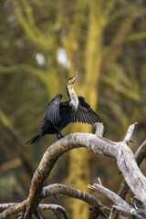 A great cormorant (Phalacrocorax carbo) drying its wings perched on a branch, lake Naivasha, Kenya