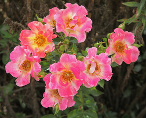 Rosier ‘Tout feu tout flamme’