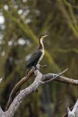 A great cormorant (Phalacrocorax carbo) perched on a branch, lake Naivasha, Kenya