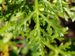 Crowndaisy (Chrysanthemum coronarium)