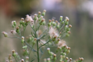 buds of a willow tree