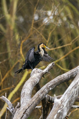 A great cormorant (Phalacrocorax carbo) drying its wings perched on a branch, lake Naivasha, Kenya