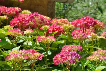Fototapeta premium Magnifique fleurs d'hortensias en Bretagne. France