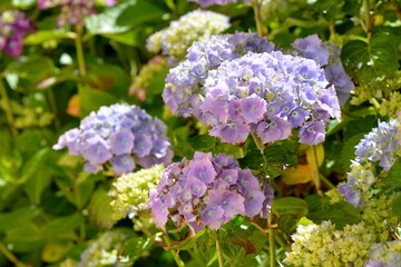 Obraz premium Magnifique fleurs d'hortensias en Bretagne. France