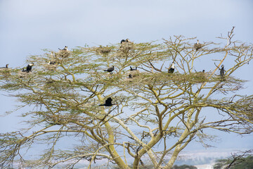 Great cormorants (Phalacrocorax carbo) nested in a large acacia tree, lake Naivasha, Kenya