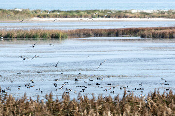 Flora e fauna in un'Oasi naturale protetta in Italia