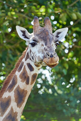 Rothschilds giraffe (Giraffa camelopardalis rothschildi)