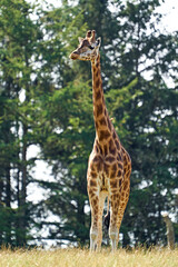 Rothschilds giraffe (Giraffa camelopardalis rothschildi)
