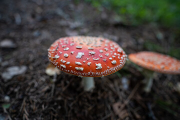 Poisonous Amanita mushroom.