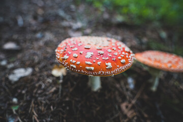 Poisonous Amanita mushroom.