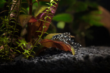 fresh water aquarium with hypancistrus L201 fish posing on a plant