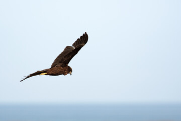 Un falco di palude in un'Oasi naturale protetta in Italia