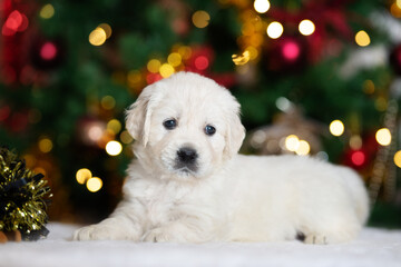 cute golden retriever puppy portrait on blurred background with Christmas lights