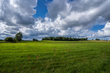 Fototapeta na wymiar Green field. Summer landscape. Beautiful clouds. Nature background.
