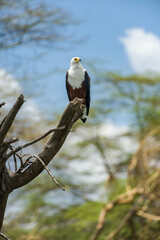 African Fish eagle (Haliaeetus vocifer) perched in dead tree, Lake Naivasha, Kenya