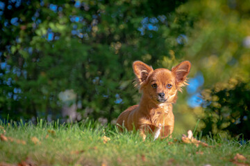 Chihuahua Mix