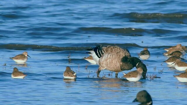 Brent Goose (Branta bernicla) in environment.