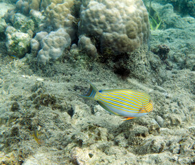 Fototapeta na wymiar A photo of acanthurus lineatus fish in Togian islands