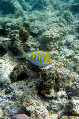 Fototapeta na wymiar A photo of acanthurus lineatus fish in Togian islands