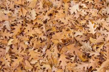 Oak leaves background. Autumn texture