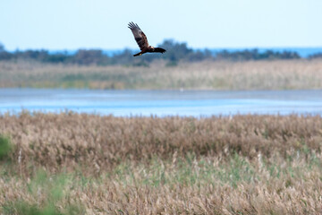 Un falco di palude in un'Oasi naturale protetta in Italia
