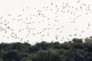Flora e fauna in un'Oasi naturale protetta in Italia