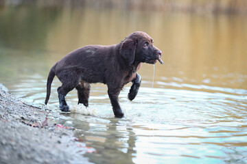 Brauner Labrador Welpe an einem See im Wasser