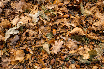 Autumn background, fallen oak leaves on the floor.
