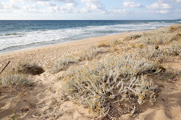 The sand dune typical flora in fron of the sea