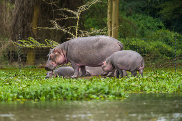 Hippopotamus (Hippopotamus amphibius) mother and calf standing on shore, Lake Naivasha, Kenya