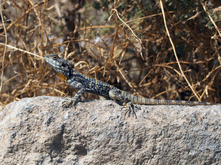 Roughtail rock agama on the rock basking in the sun